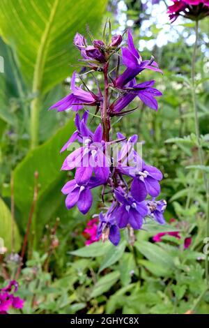 Lobelia x speciosa ‘Vedrariensis’ Kardinalblume Vedrariensis - aufrechte Trauben von violetten Blüten mit weißen Augen und schmalen, lanzförmigen Blättern, UK Stockfoto