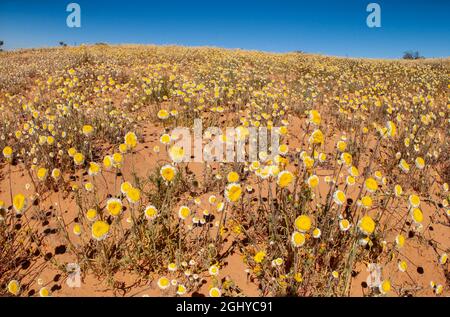 Wilde Blumen blühen im Wüstenland in der Nähe des Strzelecki Track in Südaustralien. Stockfoto