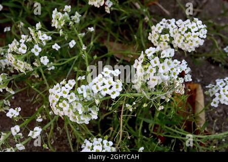 Lobularia maritima ‘Benthamii’ süßer Alyssum Benthamii – kuppelige Büschel kleiner weißer Blüten, August, England, Großbritannien Stockfoto