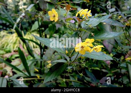 Lysimachia ciliata Firecracker - Gelbe Blüten mit gefransten Blütenblättern und lila grünen Bronzeblättern, August, England, Stockfoto