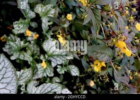 Lysimachia ciliata Firecracker - Gelbe Blüten mit gefransten Blütenblättern und lila grünen Bronzeblättern, August, England, Stockfoto