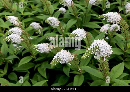 Lysimachia clethroides gooseneck loosestrife – spitz gebogene Trauben winziger weißer Blüten, August, England, Großbritannien Stockfoto