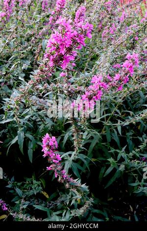 Lythrum virgatum ‘Feuerkerze’ purple / Zauberstab loosestrife Feuerkerze - aufrechte Trauben aus rosaroten Blüten und winzigen graugrünen, lanzenförmigen Blättern, UK Stockfoto