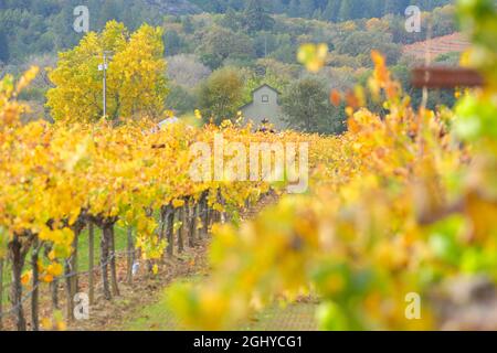 Amista Vineyards - wunderschöne Herbstlandschaft an der Dry Creek AVA, Healdsburg (Sonoma) CA Stockfoto