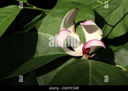 Magnolia sieboldii Chinesische Magnolie – mittelgroße weiße Magnolienblüten mit purpurroten Staubblättern, August, England, Großbritannien Stockfoto