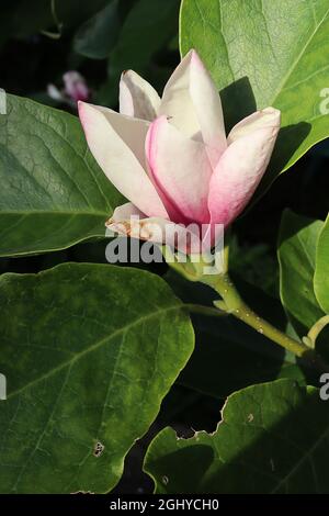 Magnolia sieboldii Chinesische Magnolie – mittelgroße weiße Magnolienblüten mit purpurroten Staubblättern, August, England, Großbritannien Stockfoto