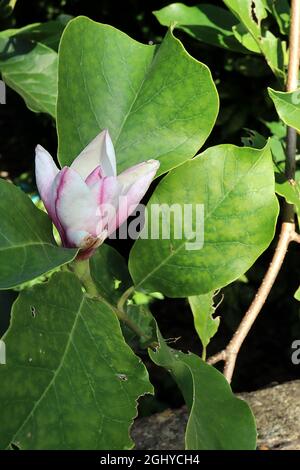 Magnolia sieboldii Chinesische Magnolie – mittelgroße weiße Magnolienblüten mit purpurroten Staubblättern, August, England, Großbritannien Stockfoto