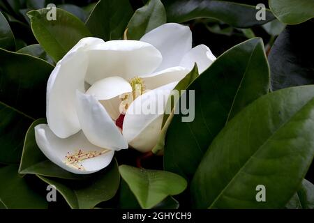 Magnolia sieboldii Chinesische Magnolie – mittelgroße weiße Magnolienblüten mit purpurroten Staubblättern, August, England, Großbritannien Stockfoto