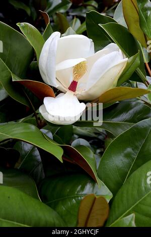 Magnolia sieboldii Chinesische Magnolie – mittelgroße weiße Magnolienblüten mit purpurroten Staubblättern, August, England, Großbritannien Stockfoto