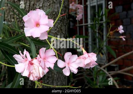 Nerium Oleander ‘Hardy Pink’ Oleander Hardy Pink - doppelt salverförmige hellrosa Blüten mit hellrosa Kehle und schmalen dunkelgrünen Blättern, August, Stockfoto