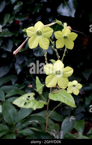 Nicotiana alata ‘Lime Green’ Tabakpflanze Lime Green – duftende, röhrenförmige, hellgrüne Blüten, August, England, Großbritannien Stockfoto