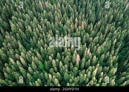 Drone von oben nach unten. Grüne Bäume im Sommerwald. Sonniger Tag in den Herbstbergen Stockfoto