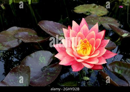 Nymphaea ‘Indiana’ Waterlily Indiana – korallenrosa Blüten mit blassgelben Flecken und runden mittelgrünen Blättern mit dunkelviolettem Mottle, August, England Stockfoto