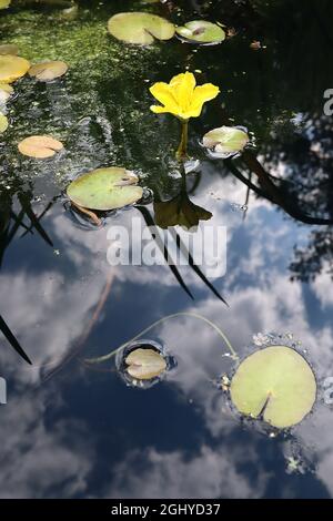 Nymphoides peltata, umsäumte Seerose - kleine gelbe Blüten mit umsäumten Blütenblättern und runden, frisch grünen Blättern mit roten Rändern, August, England, Großbritannien Stockfoto