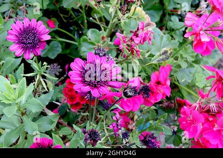 Osteospermum ecklonis ‘3D Double Purple’ African Daisy 3D Double Purple – tiefrosa Blütenblätter mit violetten Streifen und dunkelvioletten inneren Blüten, Stockfoto