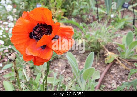 Papaver orientale ‘Prince of Orange’ Orientalischer Mohn Prince of Orange – großer orangefarbener Mohn mit gerillten Blütenblättern und schwarzen Markierungen, August, England, Großbritannien Stockfoto