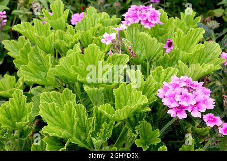 Pelargonium capitatum Geranie mit Rosenduft – frisch grüne, tief geäderte Blätter mit Rosenduft, Phlox paniculata ‘helle Augen’ blassrosa Blüten Stockfoto