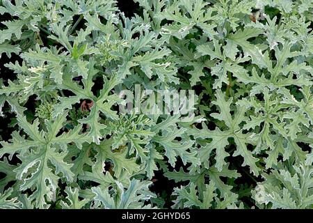 Pelargonium ‘Grey Lady Plymouth’ hellgrau-grün tief geschnittene Blätter mit Eukalyptusduft, August, England, Großbritannien Stockfoto