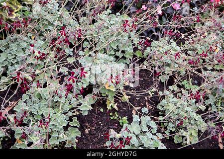 Pelargonium sidoides Afrikanische Geranie - kleine Gruppen von purpurroten Blüten mit schlanken Blütenblättern, August, England, Großbritannien Stockfoto