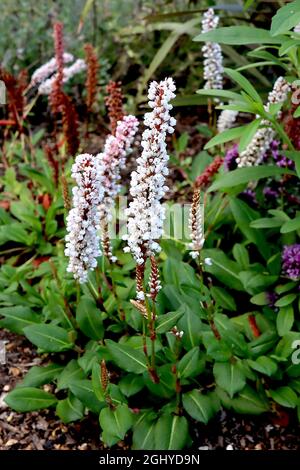 Persicaria affinis ‘Superba’ Knokenkraut Superba - zylindrische Cluster winziger weißer Blüten an kurzen Stielen, August, England, Großbritannien Stockfoto