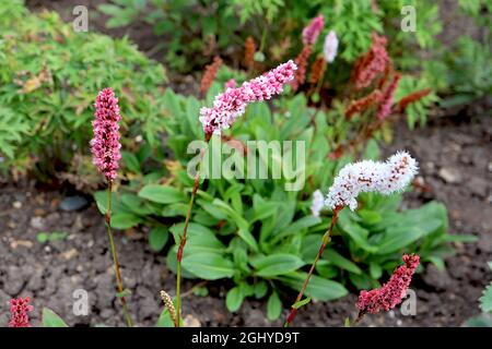 Persicaria affinis ‘Superba’ Knokenkraut Superba - zylindrische Cluster winziger weißer Blüten an kurzen Stielen, August, England, Großbritannien Stockfoto
