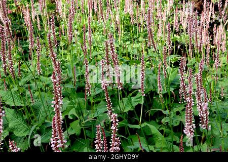 Persicaria amplexicaulis ‘Rosea’ roter Bistort - zylindrische Cluster winziger, sehr blassrosa Blüten an hohen Stielen, August, England, Großbritannien Stockfoto