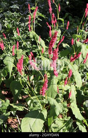 Persicaria amplexicaulis ‘Taurus’ roter Bistort Taurus - zylindrische Cluster winziger, sehr tiefrosa Blüten an hohen Stielen, August, England, Großbritannien Stockfoto