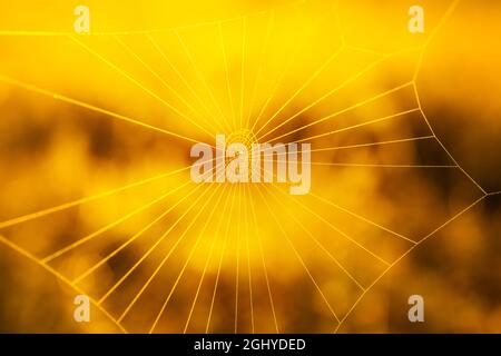 Spinnennetz auf unscharfem gelben Hintergrund. Makroaufnahme. Abstrakte Naturfotografie Stockfoto