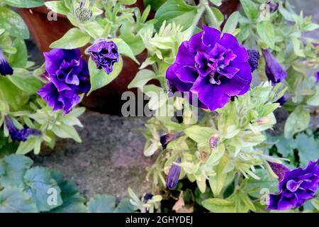 Petunia ‘Double Wave Blue Velvet’ Petunia Blue Velvet - tiefviolette Blüten mit gekräuseltem Zentrum und hellgrünen Blättern, August, England, Großbritannien Stockfoto