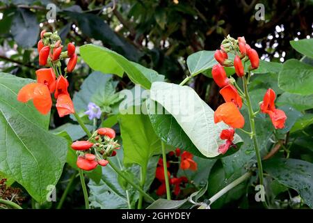 Phaseolus coccineus ‘Scarlet Emperor’ Runner Bean Scarlet Emperor - rot-orange erbsenförmige Blüten und sehr große eiförmige Blätter, August, England, Großbritannien Stockfoto