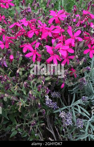 Phlox subulata ‘Scarlet Flame’ Moos Phlox Scarlet Flame – dunkelrosa sternförmige Blüten mit schlanken Blütenblättern, August, England, Großbritannien Stockfoto