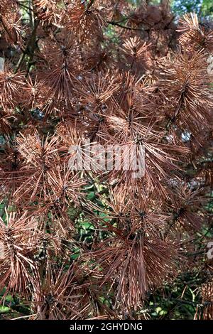 Pinus sylvestris Schottenkiefer – kugelförmige Gruppen von braunen Nadeln, tot aus phytophthora-Wurzelfäule, August, England, Großbritannien Stockfoto