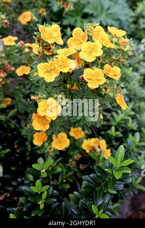 Potentilla fruticosa ‘Sunset’ Shrubby Cinquefoil Sunset – Masse von gelben Blüten mit orangefarbenem Farbton und kleinen dunkelgrünen gefiederten Blättern, August, Großbritannien Stockfoto