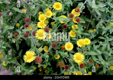 Pulicaria dysenterica common fleabane – gelbe Gänseblümchen-ähnliche Blüten an hohen Stielen, August, England, Großbritannien Stockfoto