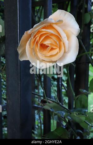 Rosa ‘Apricot Nectar’ (floribunda Rose) Rose Apricot Nectar – halbdoppelte Pfirsich- bis Aprikosenblüten, August, England, Großbritannien Stockfoto