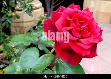 Rosa ‘Black Baccara’ (Hybrid Tea Rose) Rose Black Baccara – tiefrote schwarze Blüten, die zu tiefem Rot verblassen, August, England, Großbritannien Stockfoto
