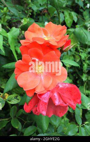 Rosa ‘Coral Knock Out’ (Strauchrose) Rose Coral Knock Out – halbdoppelte korallenrote und rosa Blüten, August, England, Großbritannien Stockfoto