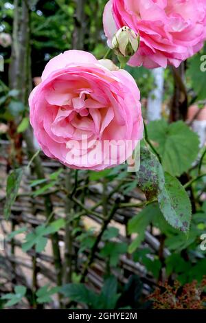 Rosa ‘Eden’ (Kletterrose) Rose Eden - zweifache weiße Blüten mit mittelrosa Waschung, August, England, Großbritannien Stockfoto