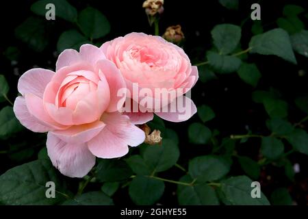 Rosa ‘Queen of Sweden’ (Englische Rose) Rose Queen of Sweden – nach oben gerichtete, doppelt weiße und hellrosa Blüten, August, England, Großbritannien Stockfoto