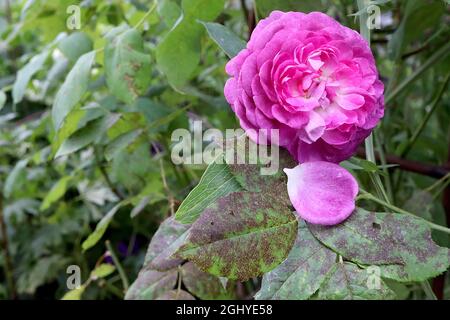 Rosa ‘reine des Violettes’ (Hybrid Perpetual Rose) Rose reine des Violettes – voll doppelt violette bis tiefrosa Blüten, August, England, Großbritannien Stockfoto