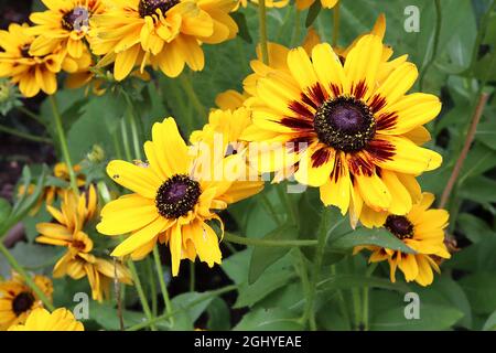 Rudbeckia hirta ‘Peking’ schwarz-äugige Susan Peking – gelb mit braunen, pinselartigen Basalspuren und kurzen Blütenblättern, August, England, Großbritannien Stockfoto