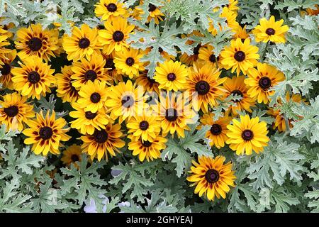 Rudbeckia hirta ‘Peking’ schwarz-äugige Susan Peking – gelb mit braunen, pinselartigen Basalspuren und kurzen Blütenblättern, August, England, Großbritannien Stockfoto