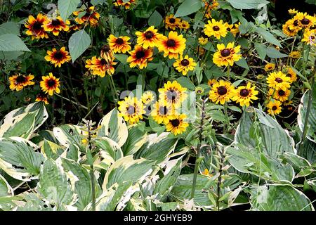 Rudbeckia hirta ‘Peking’ schwarz-äugige Susan Peking – gelb mit braunen, pinselartigen Basalspuren und kurzen Blütenblättern, August, England, Großbritannien Stockfoto