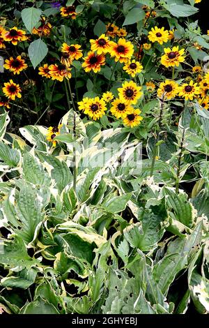 Rudbeckia hirta ‘Peking’ schwarz-äugige Susan Peking – gelb mit braunen, pinselartigen Basalspuren und kurzen Blütenblättern, August, England, Großbritannien Stockfoto