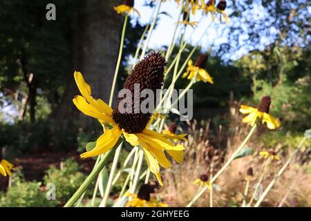 Rudbeckia maxima great coneflower – gelbe Blüten mit gebogenen Blütenblättern, hoher kegelförmiger Mittelpunkt, sehr hohe Stiele, August, England, VEREINIGTES KÖNIGREICH Stockfoto