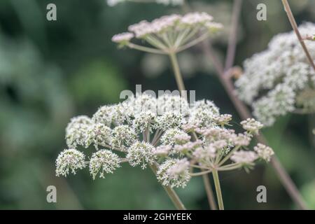 Blütenköpfe der Umbellifer bekannt als Hogweed / Cow Parsnip / Heracleum sphondylium gewöhnlicher unkrautkrautkrautkrautkrautkrautkrautkrautkrautblüte, deren saft die Haut im Sonnenlicht blasen Stockfoto