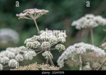 Blütenköpfe der Umbellifer bekannt als Hogweed / Cow Parsnip / Heracleum sphondylium gewöhnlicher unkrautkrautkrautkrautkrautkrautkrautkrautkrautblüte, deren saft die Haut im Sonnenlicht blasen Stockfoto