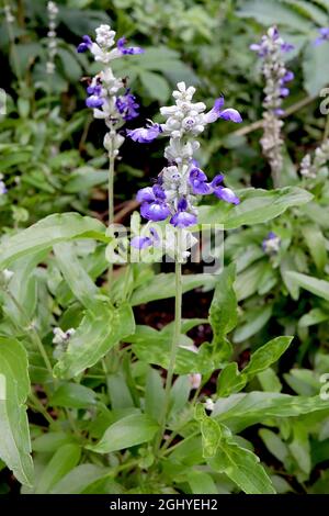 Salvia farinacea ‘Victoria Blue’ Mealycup-Salbei Victoria Blue - zweilippige lila blaue Blüten mit weißen Zähnen, August, England, Großbritannien Stockfoto