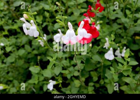 Salvia x jamensis ‘Hot Lips’ Sage Hot Lips – halbweiße, halbrote Blüten auf grünen Stielen, August, England, Großbritannien Stockfoto