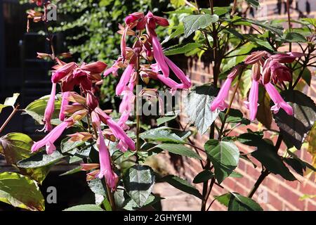 Salvia ‘Kisses and Wishes’ Salbei Kisses and Wishes – zweilippige mittelrosa Blüten mit dunkelrosa Streifen, August, England, Großbritannien Stockfoto